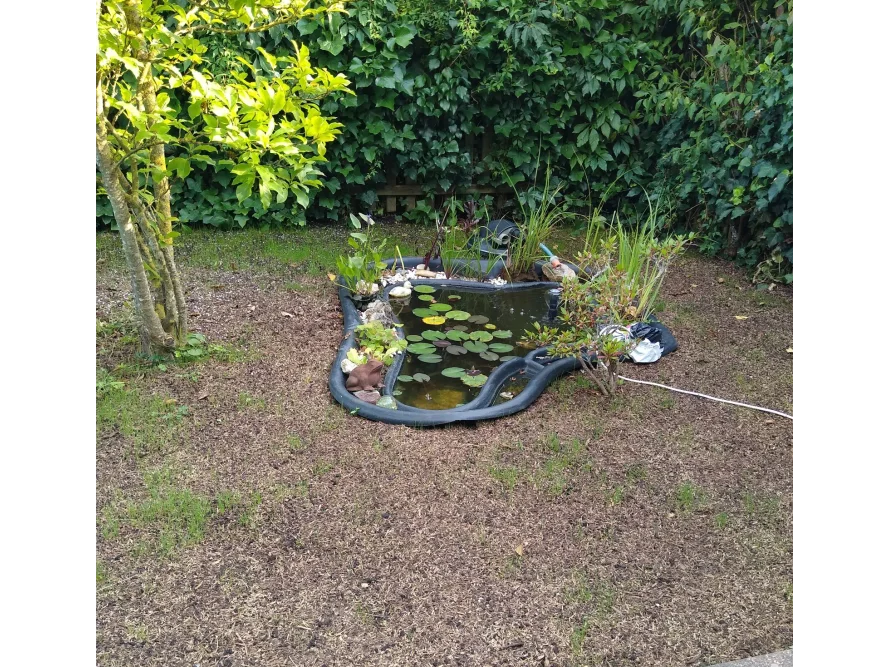 Kleiner Teich im Garten
