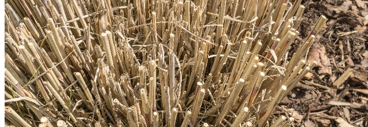 Geschnittene, trockene Gräser im Garten