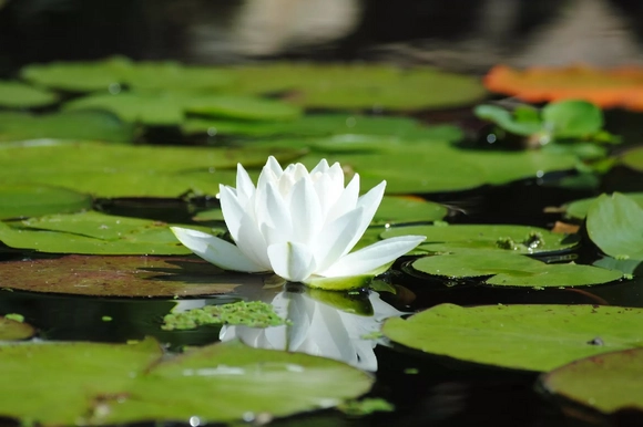 Weiße Seerose auf Teich