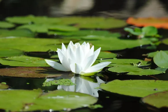 Weiße Seerose auf Teich