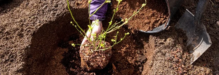 Person pflanzt Heidelbeerstrauch