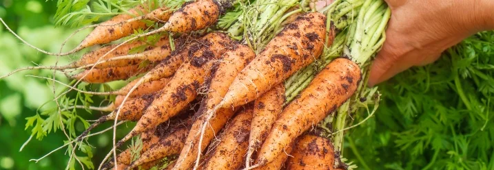 Hände halten frische Karotten
