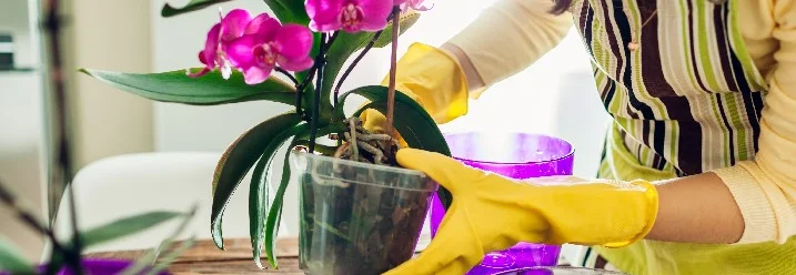 Person topft Orchidee um