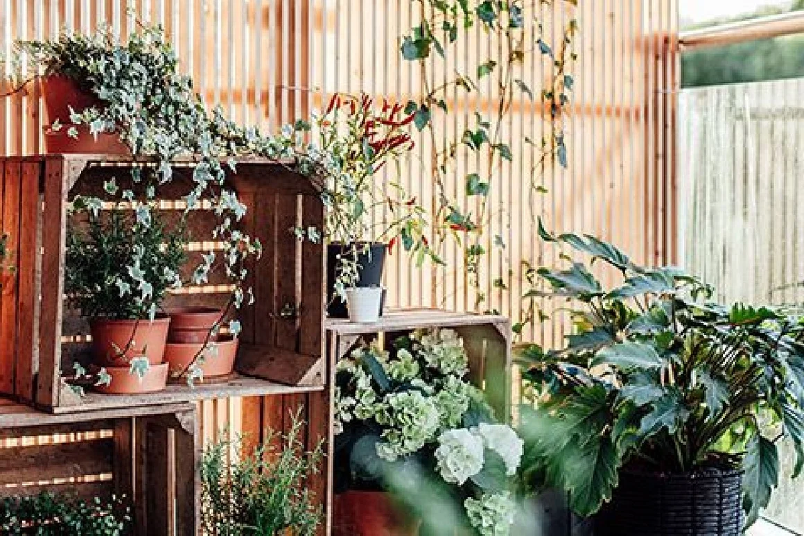 Verschiedene Topfpflanzen auf einem Holzgestell