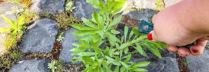 Hand entfernt Unkraut mit Werkzeug