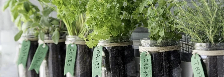 Kräuter in Gläsern