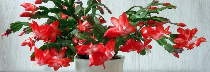 Blühender Weihnachtskaktus im Topf