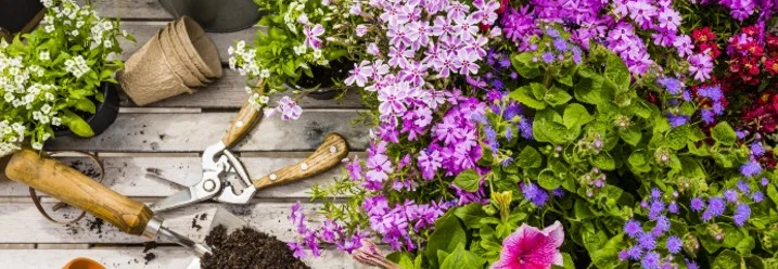 Blumen und Gartengeräte auf einem Tisch.