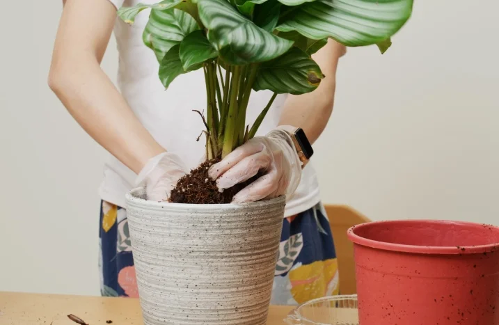 Calathea pflegen: Infos und Tipps fr die Korbmarante