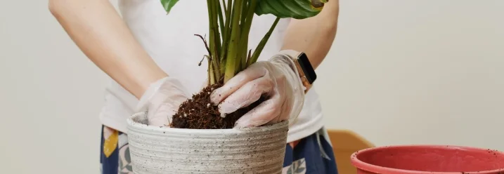 Person pflanzt Pflanze in Topf