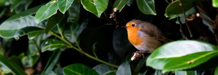 Rotkehlchen in einer Hecke