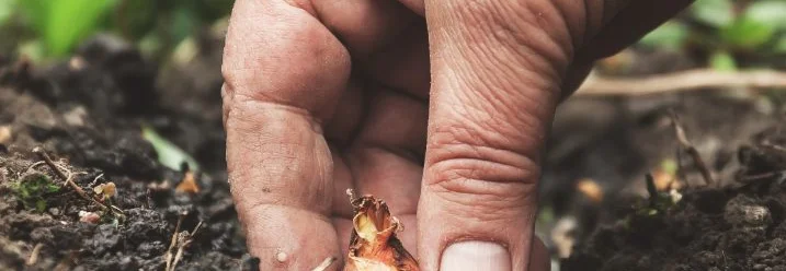 Hand pflanzt Blumenzwiebel in Erde