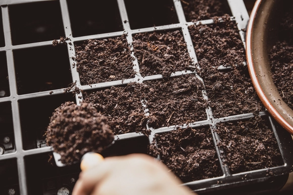 Schwarze Anzuchtschale wird mit Erde befüllt