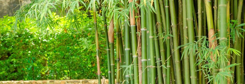 ausgewachsene Bambuspflanze vor Mauer