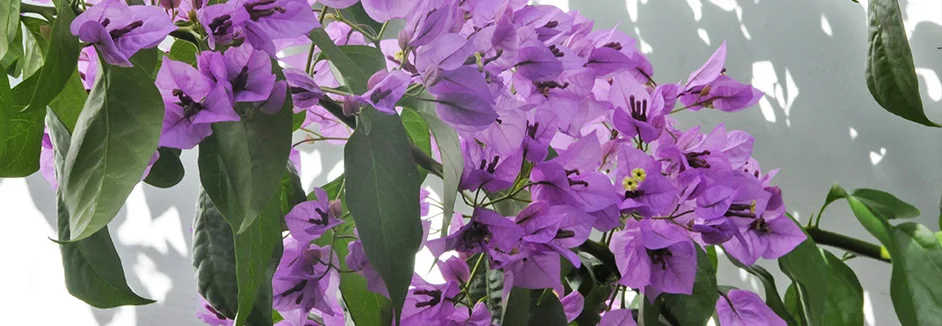 Lila Bougainvillea vor weißer Wand