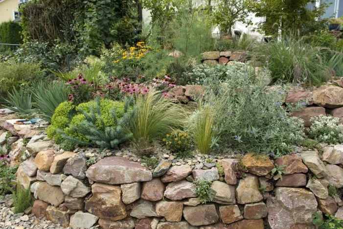 Trockenmauer mit verschiedenen Pflanzen