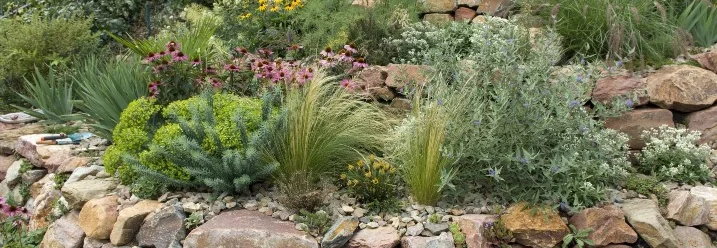 Trockenmauer mit verschiedenen Pflanzen