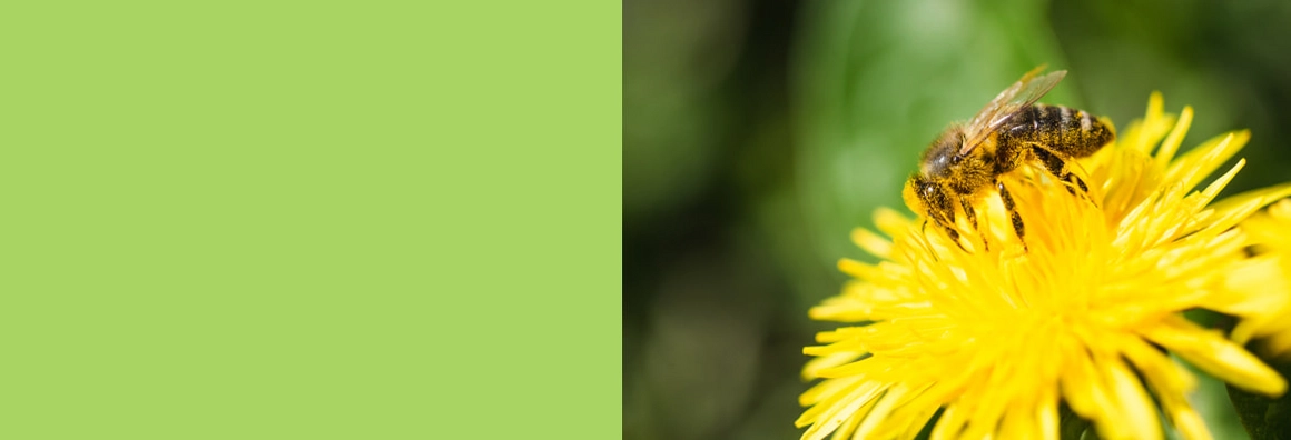 Nahaufnahme einer Biene, die auf einer gelben Löwenzahnblüte sitzt und Pollen sammelt.
