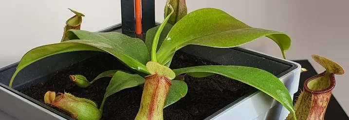 Fleischfressende Pflanze mit Wasserstandsanzeiger im Topf