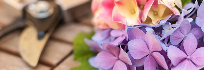Lila und rosa Hortensienblüten und Gartenschere