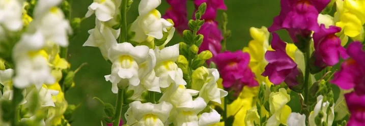 Rote, weiße und gelbe Löwenmäulchen