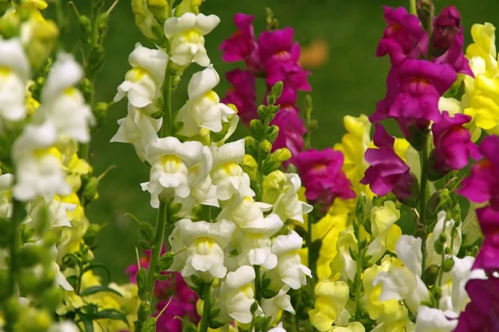 Rote, weiße und gelbe Löwenmäulchen