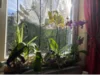 Orchideen am Fenster
