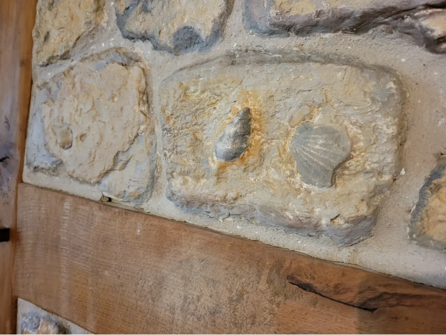 Zwei Muschelfossilien in einer Steinmauer