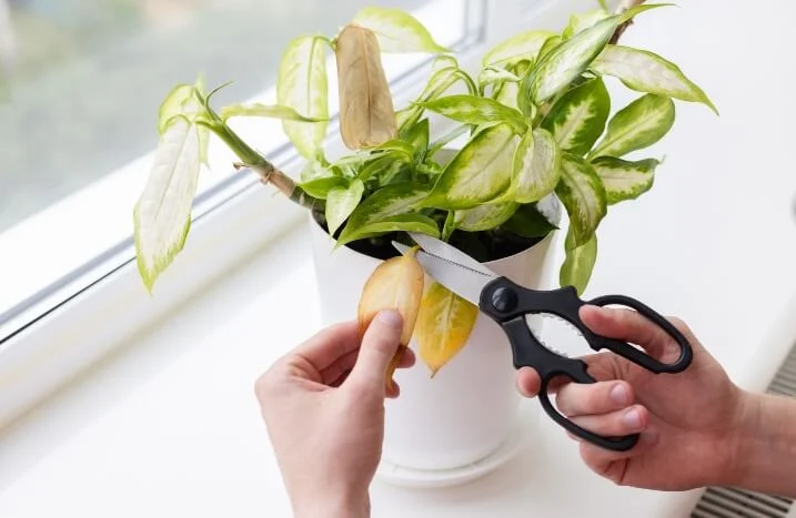 Dieffenbachia pflegen: So gedeiht die beliebte Zimmerpflanze
