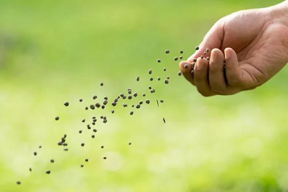 Hand sät kleine Samen auf Rasen.