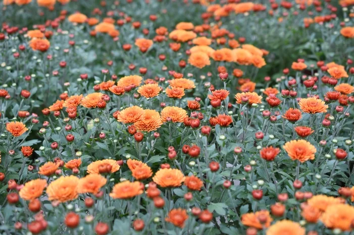 Viele orangefarbene Chrysanthemen