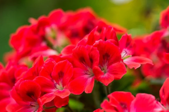 Nahaufnahme roter Blüten