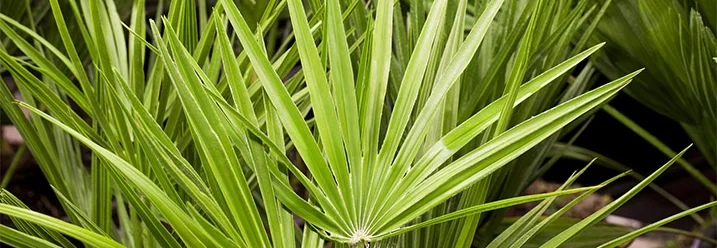 Grüne Fächerpalmen