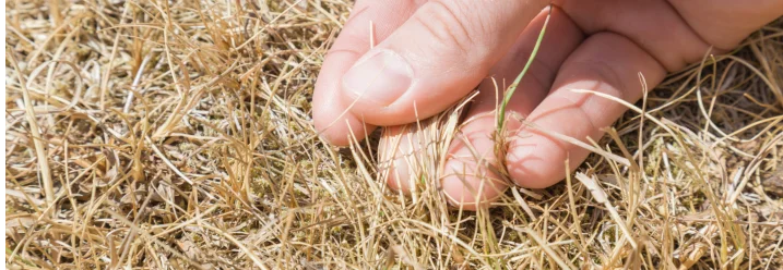 Hand greift trockenes Gras