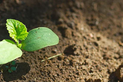 Kleiner Keimling im Garten
