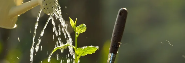 Gießkanne gießt Pflanze