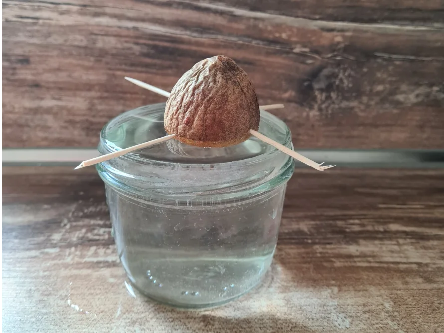 Ein Avocadokern ist mit Zahnstochern auf einem Glas mit Wasser befestigt.