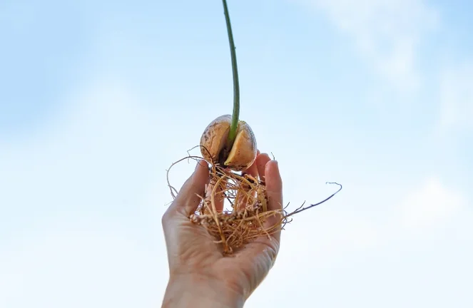 Avocado anpflanzen und aus einem Kern vermehren