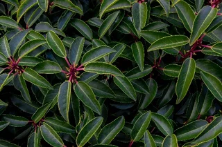 Portugiesischer Kirschlorbeer  als Hecke oder Solitr