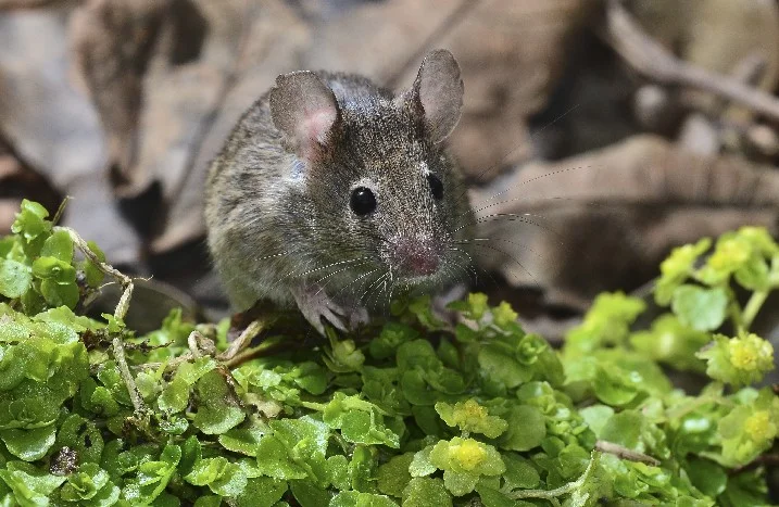 Braune Maus auf grünen Pflanzen