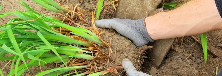 Person teilt Pflanze mit Spaten