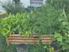 Hochbeet mit Bohnen und Tomaten