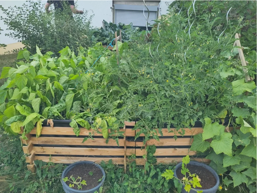 Hochbeet mit Bohnen und Tomaten