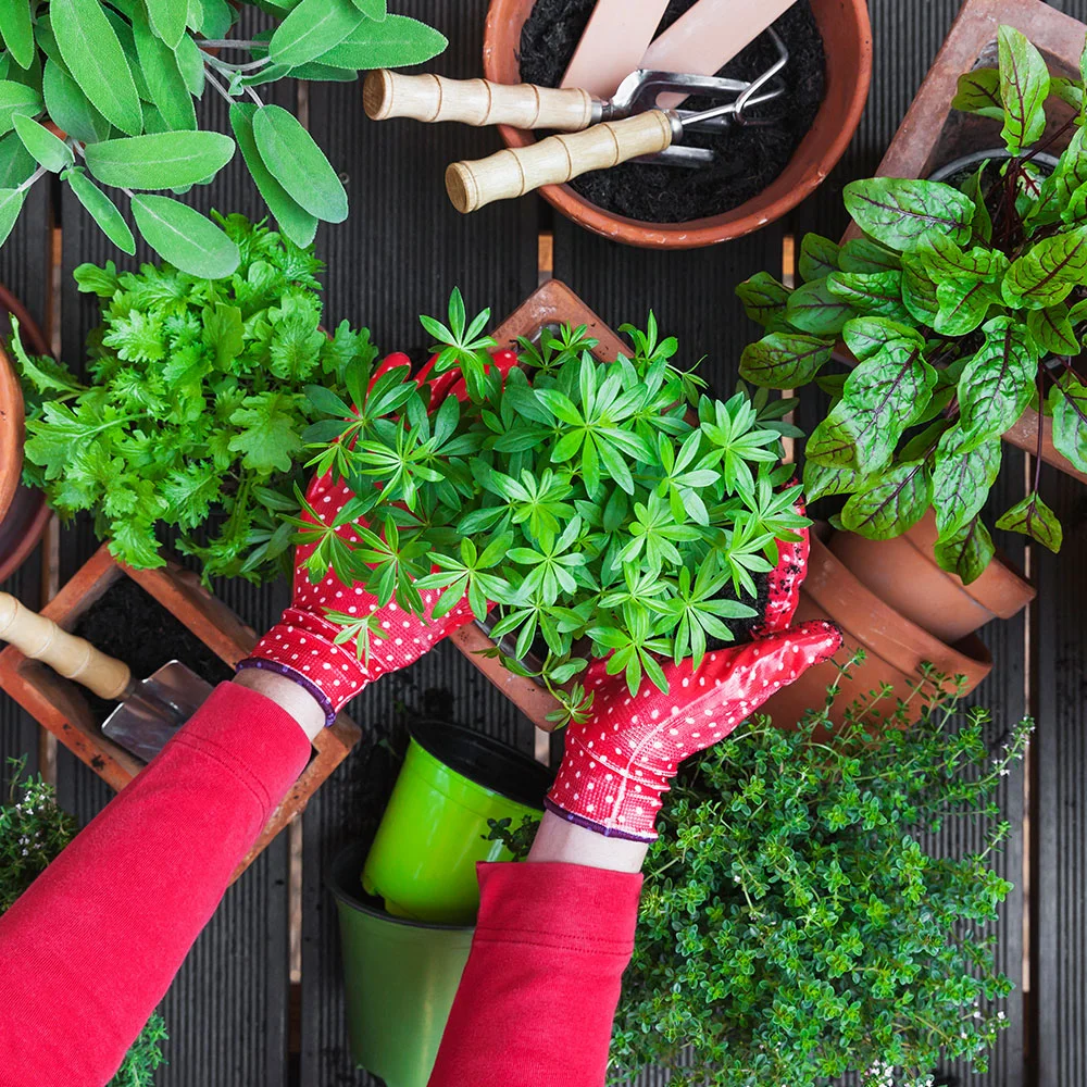 Person beim Umtopfen von Kräutern