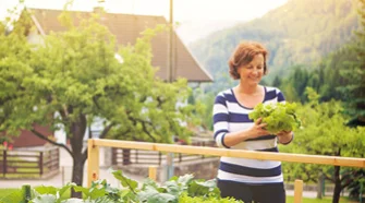 Person erntet Salat aus Hochbeet