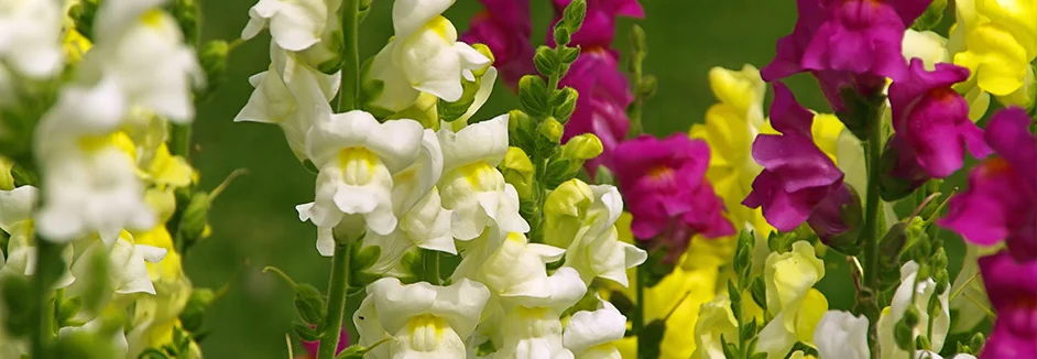 Bunte Löwenmäulchen in voller Blüte