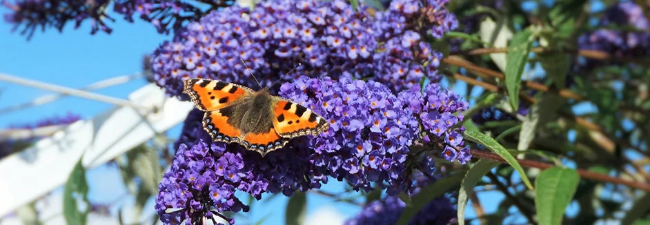 Sommerflieder schneiden: Anleitung und Tipps