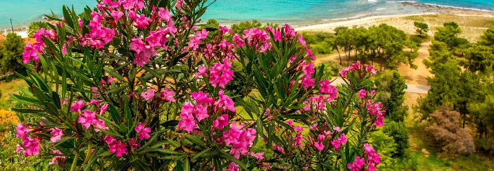 Blühender Oleander vor Strand und Meer