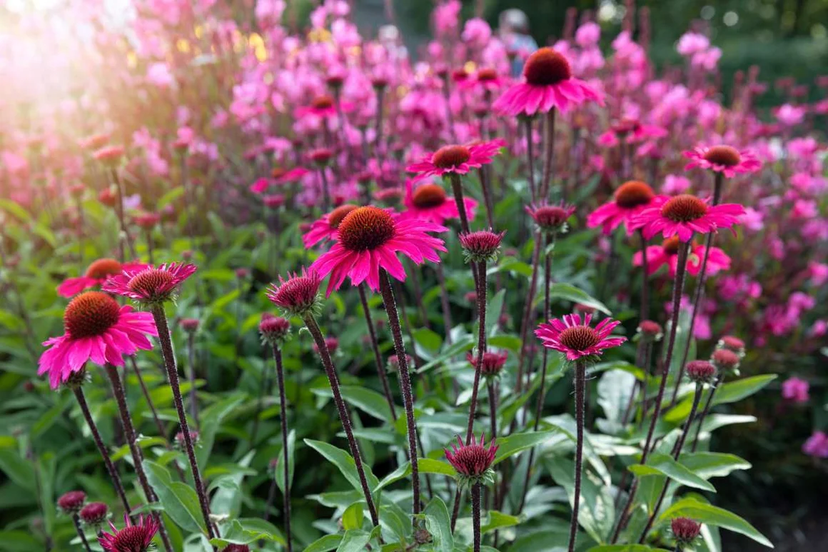 Sonnenhutblüten in voller Blüte