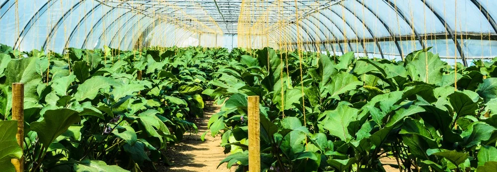 Reihen von Pflanzen in einem Gewächshaus